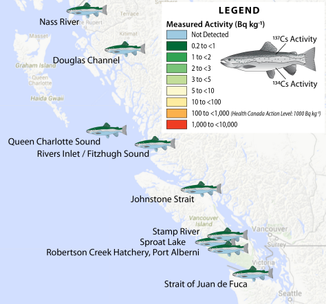 Summary of the amount of radioactive cesium isotopes in sockeye salmon and steel head trout harvested from BC waters in 2014 (Figure by Jonathan Kellogg jkellogg@uvic.ca).