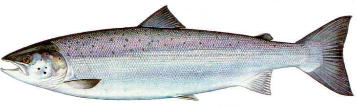 atlanticsalmon