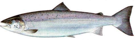 atlanticsalmon