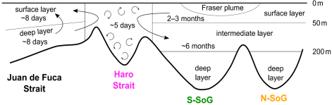Cartoon of circulation in the northern Salish Sea (Ianson et al. 2016)